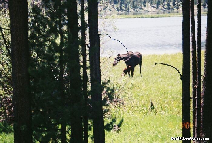 Baby Moose | Fantastic Horseback Riding in Yellowstone Country | Image #4/15 | 