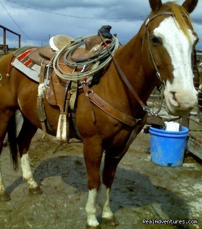Clovis the Horse | Fantastic Horseback Riding in Yellowstone Country | Image #15/15 | 