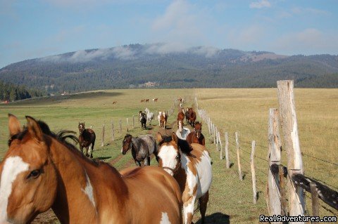 Horses being wrangled | Fantastic Horseback Riding in Yellowstone Country | Image #13/15 | 