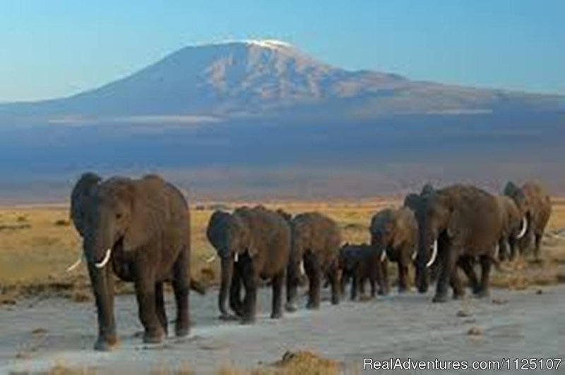 Elephants in Amboseli | Kenya Camping Safari | Image #8/8 | 