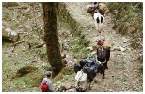 Trekking in Sikkim (India) | Carinthia, Austria Sight-Seeing Tours | Brixen Im Thale, Austria