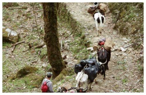 trekking in sikkim | Trekking in Sikkim (India) | Carinthia, Austria | Sight-Seeing Tours | Image #1/5 | 