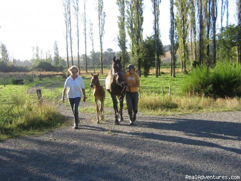 Horseback riding holidays in New Zealand | Image #4/5 | 