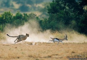 Maasai Mara Wildebeest Migration Safari | Nairobi, Kenya Wildlife & Safari Tours | Great Vacations & Exciting Destinations