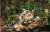 Take A Wildlife Holiday | Kanha National Park, India
