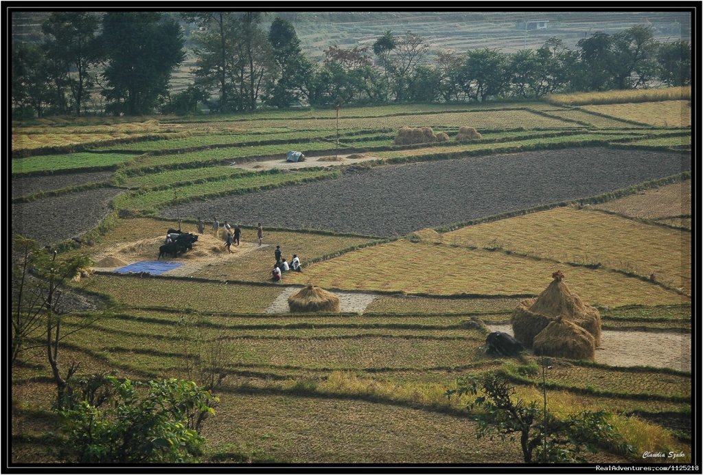 Rice field in Annapurna | Annapurna  Circuit  Trek Nepal | Image #20/21 | 