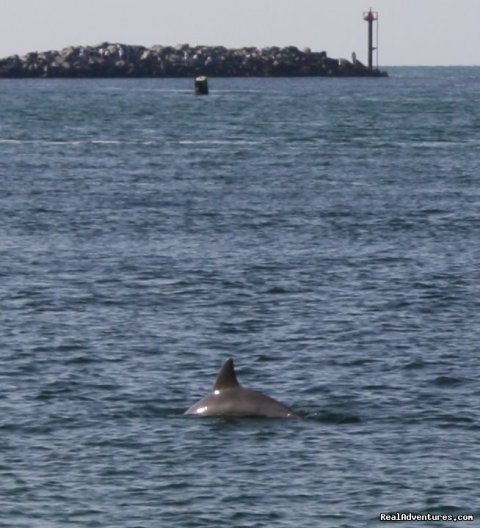 Dolphin's swimming in our Beach!