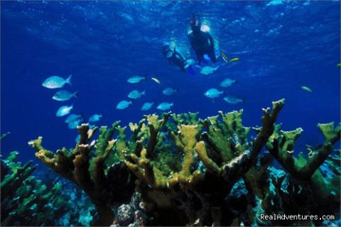 Snorkeling