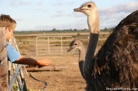 Ostriches | Family farm holiday@Zoutpan Guestfarm | Image #4/8 | 