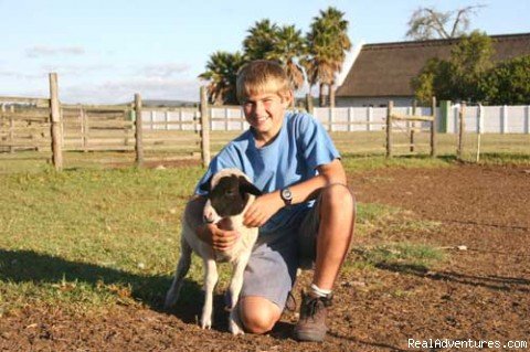 Orphined lamb | Family farm holiday@Zoutpan Guestfarm | Image #3/8 | 
