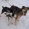 Dogsled, Climb, Kayak, Sleigh Ride Duluth MN Good Dogs!