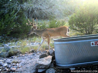 Trophy Deer | Rio Seco Ranch | Image #3/8 | 