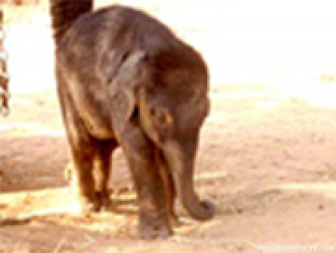  Elephant Calf at Elephant Training Centre | Thomas Inn | Image #8/11 | 