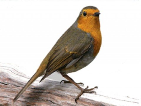 Robin bird | Thomas Inn | Image #10/11 | 