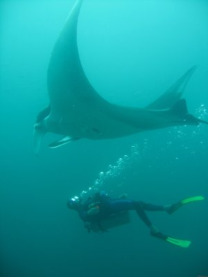 SCUBA Diving in Costa Rica | Playas del Coco, Costa Rica Scuba & Snorkeling | Central America Adventure Travel