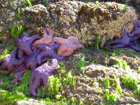 Ubiquitous Purple Stars cluster in the high tide zone | Sea Kayak Tours Desolation Sound, British Columbia | Image #8/25 | 