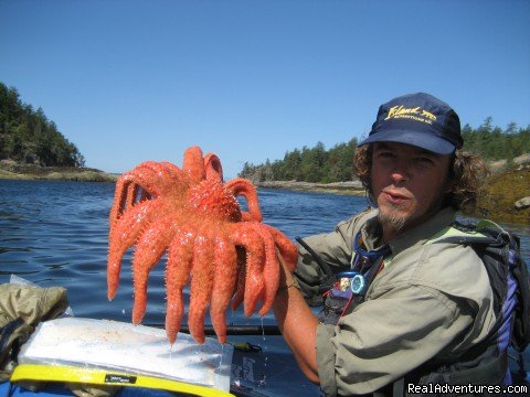 Guide with Giant Sunflower Star | Sea Kayak Tours Desolation Sound, British Columbia | Image #9/25 | 