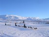 Dogsledding in remote nationalpark | Steinkjer, Norway