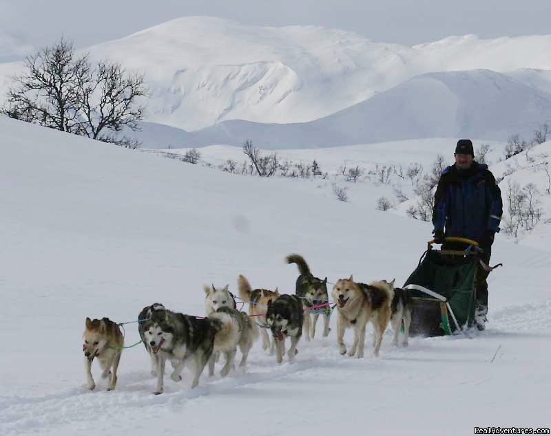 Great eschapes | Dogsledding in remote nationalpark | Image #5/8 | 