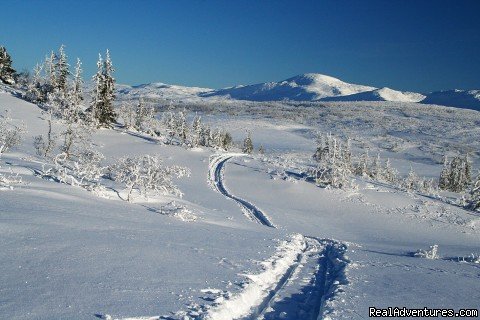 Tracks of the past | Dogsledding in remote nationalpark | Image #8/8 | 