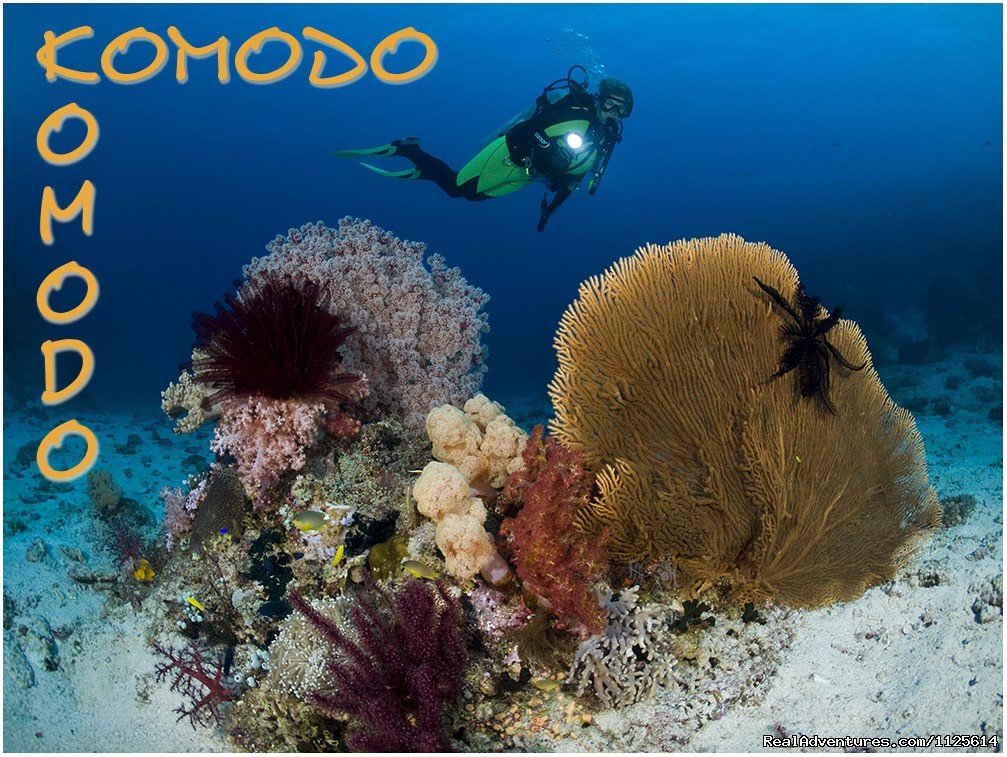 Enjoy watching bird and Komodo Dragona nd Diving | Image #4/21 | 