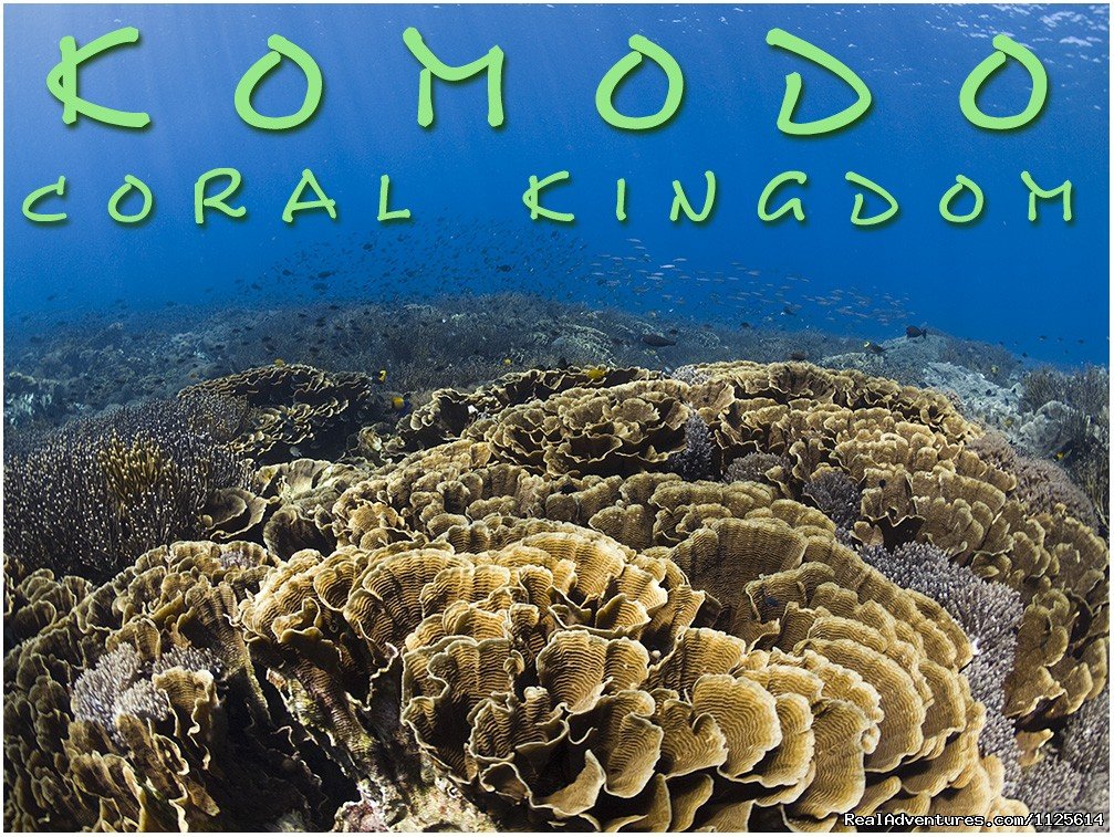 Enjoy watching bird and Komodo Dragona nd Diving | Image #7/21 | 