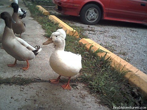 Rare pet ducks
