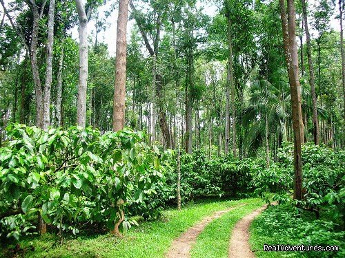 Coffee Estate | Devagiri Retreat Homestay Bed&Breakfast Sakleshpur | Image #12/19 | 