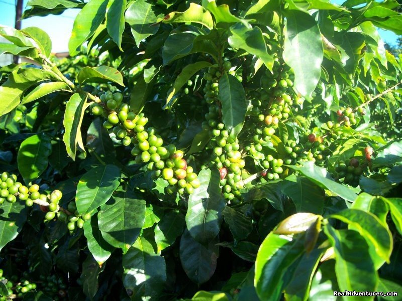 Coffee Plant | Devagiri Retreat Homestay Bed&Breakfast Sakleshpur | Image #14/19 | 