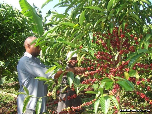 Time for Coffee Picking | Devagiri Retreat Homestay Bed&Breakfast Sakleshpur | Image #19/19 | 