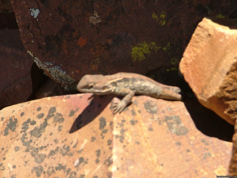 Lizard, Flinders Ranges | Just Cruisin 4wd Tours Australia | Image #3/5 | 
