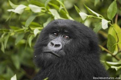 Juvenile Mountain Gorilla | Gorilla Safari - Gorilla Resort Bwindi | Image #2/3 | 