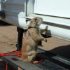 Wild West Getaways At Rusty's RV Ranch Pet Friendly all kinds