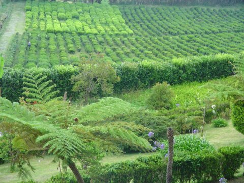 Tea Plantation Porto Formoso