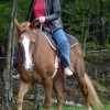 Scenic Guided Trail Rides Through The Pocono Woods Riding Moose