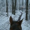 Scenic Guided Trail Rides Through The Pocono Woods Photo #2