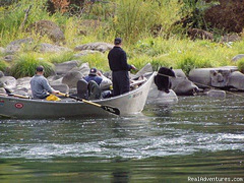Bears on the Rogue | Oregon and Idaho River Rafting - ECHO River Trips | Image #3/10 | 
