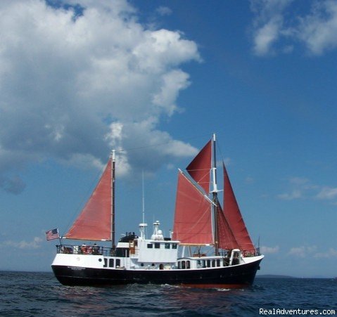 Wanderbird under Sail! | Eco Sailing Expeditions | Image #6/11 | 