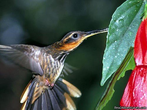 Hummingbird | Enjoy life in the Atlantic Rain Forest | Image #7/9 | 