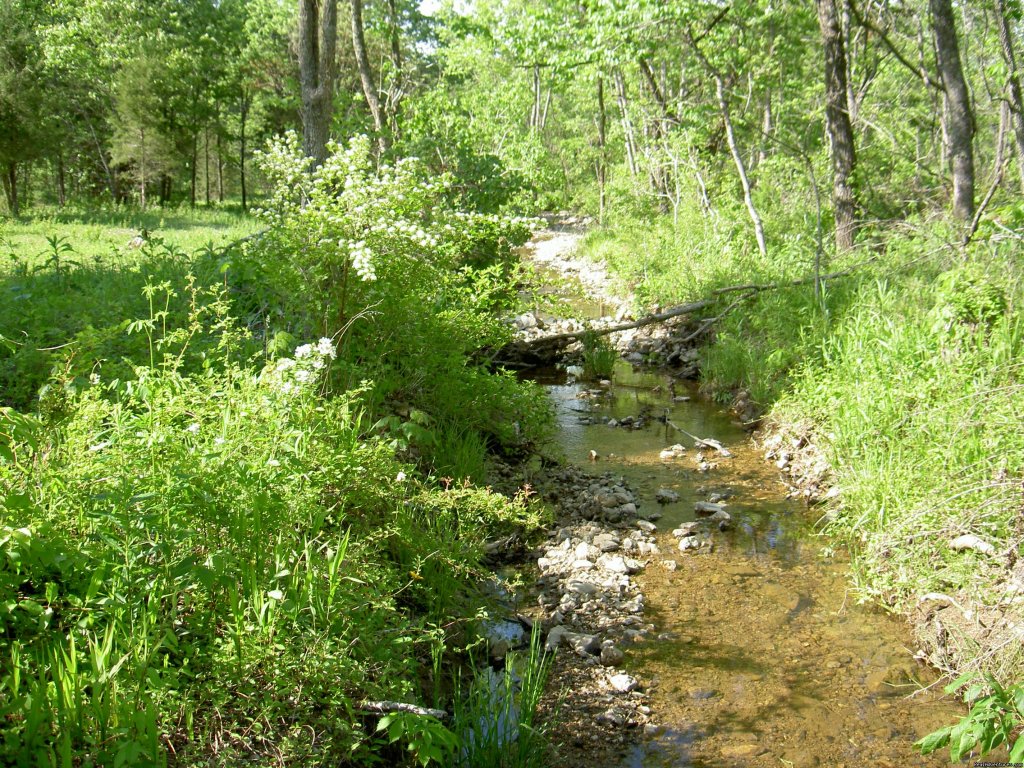 A Creek on one of The Sites | Camping with hunting, ATV's, and horse trails | Image #2/5 | 