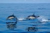 Azores A Prime Destination For Whale Watching | Ponta Delgada, Portugal