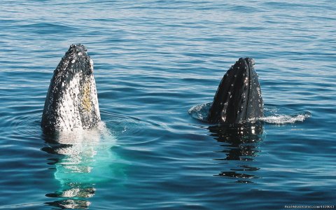 Two whales spy hopping off the Gold Coast