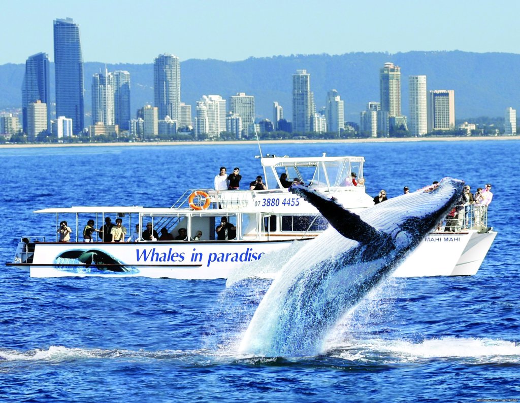 Whale breaching for Whales in Paradise | Gold Coast Whale Watching | Gold Coast, Australia | Whale Watching | Image #1/4 | 