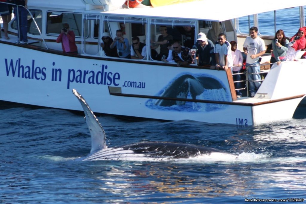Whales up close with Gold Coast Whale Watching | Gold Coast Whale Watching | Image #3/4 | 