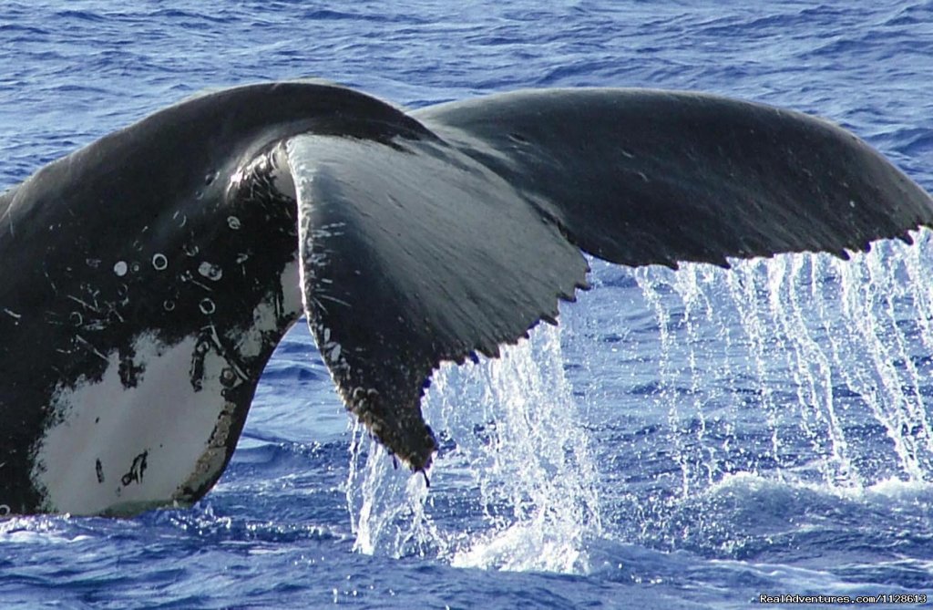 Whale tail slapping - Gold Coast Whale Watching | Gold Coast Whale Watching | Image #4/4 | 