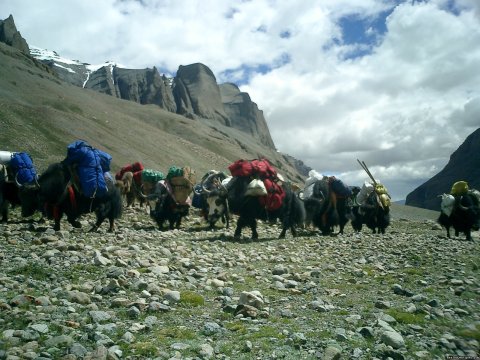 Yaks - Trekking on high Mountains