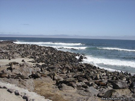 Cape Fur Seals at Cape Cross | Namibian Camping Tours and Coastal Day Tours | Image #3/17 | 