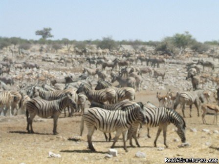 Zebra in Etosha | Namibian Camping Tours and Coastal Day Tours | Image #4/17 | 