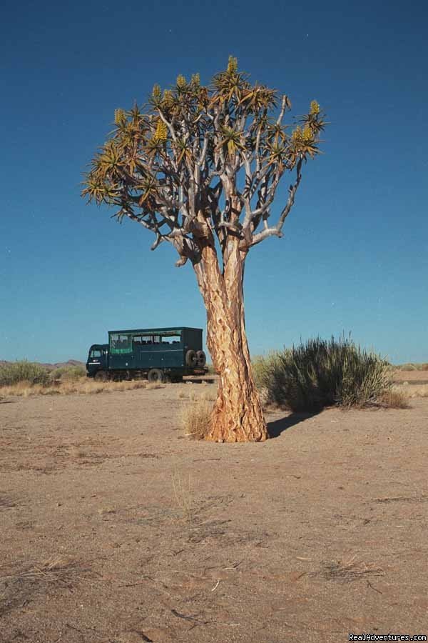 Quiver Tree, Namibia | Adventure Overland Safaris with Africa Travel Co | Image #4/21 | 