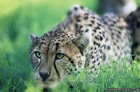 Game Viewing: Cheetah | Adventure Overland Safaris with Africa Travel Co | Image #11/21 | 